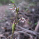 Image of Cyrtostylis reniformis var. huegelii (Endl.) Benth.