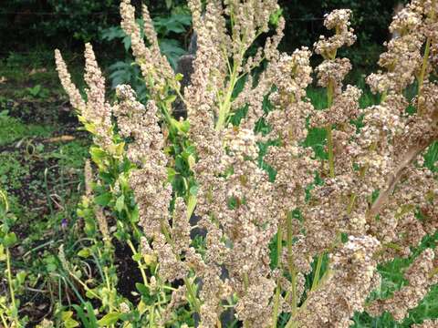 Image of quinoa