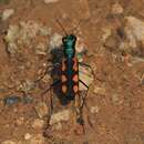 Image de Cicindela (Calochroa) elegantula Dokhtouroff 1882