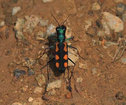 Image of Cicindela (Calochroa) elegantula Dokhtouroff 1882