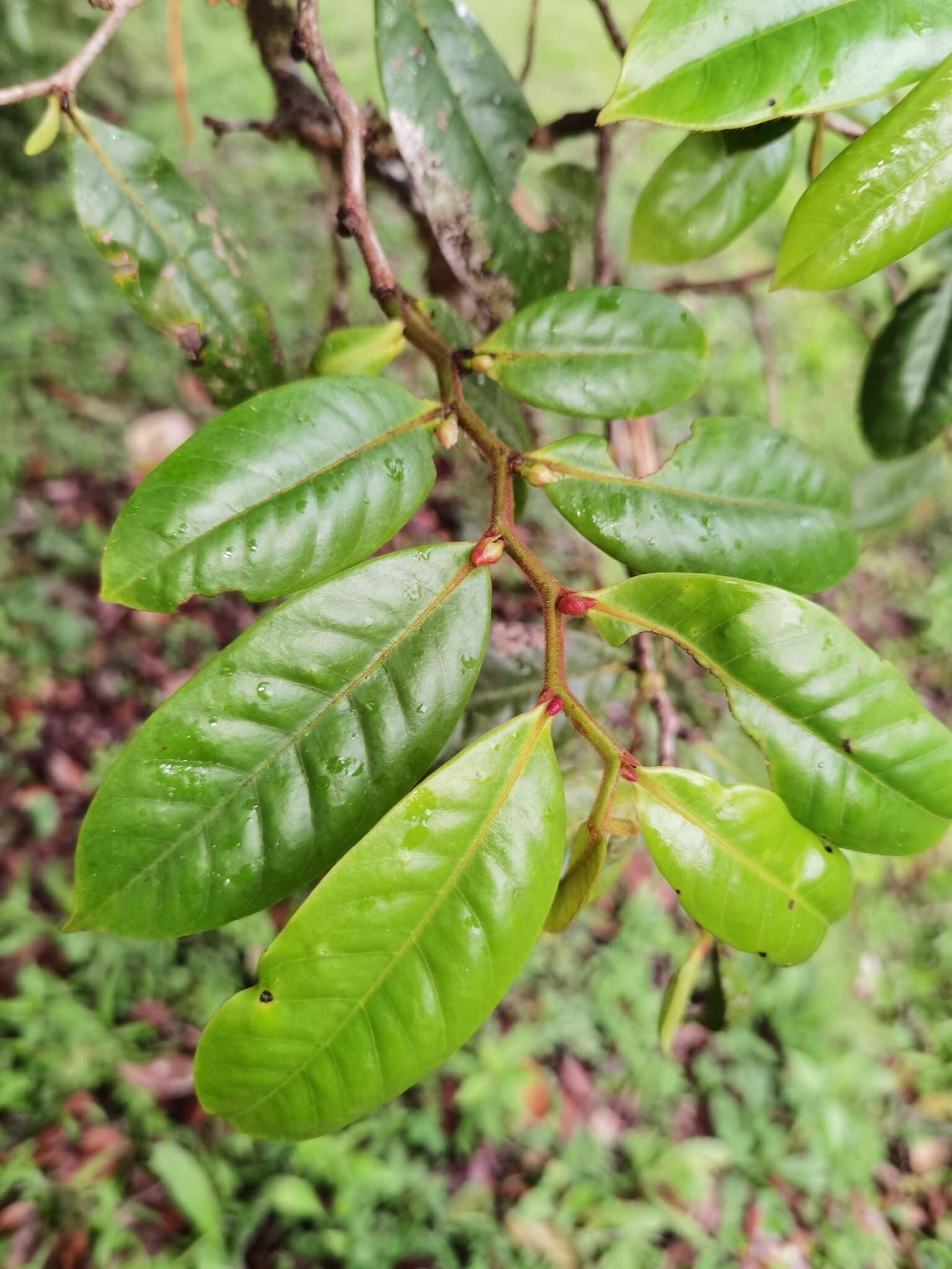 Guatteria oliviformis Donn. Sm.的圖片