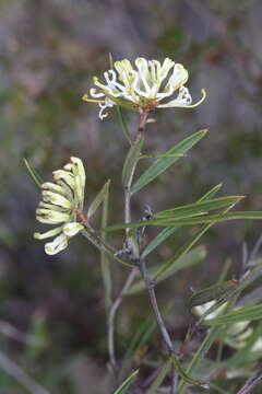 Image of Grevillea viridiflava R. O. Makinson