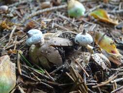 Image of Geastrum striatum DC. 1805