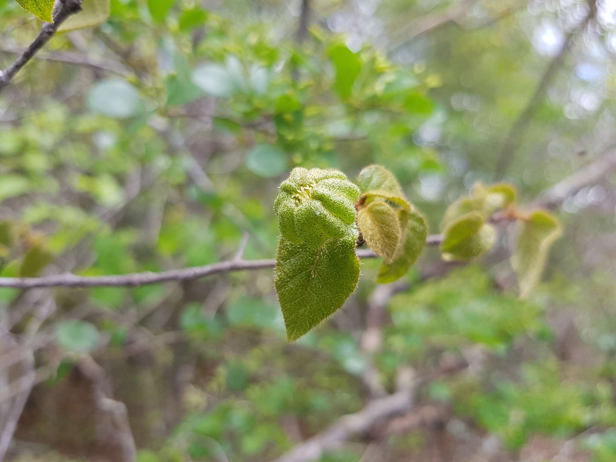 Image of Croton danguyanus Leandri