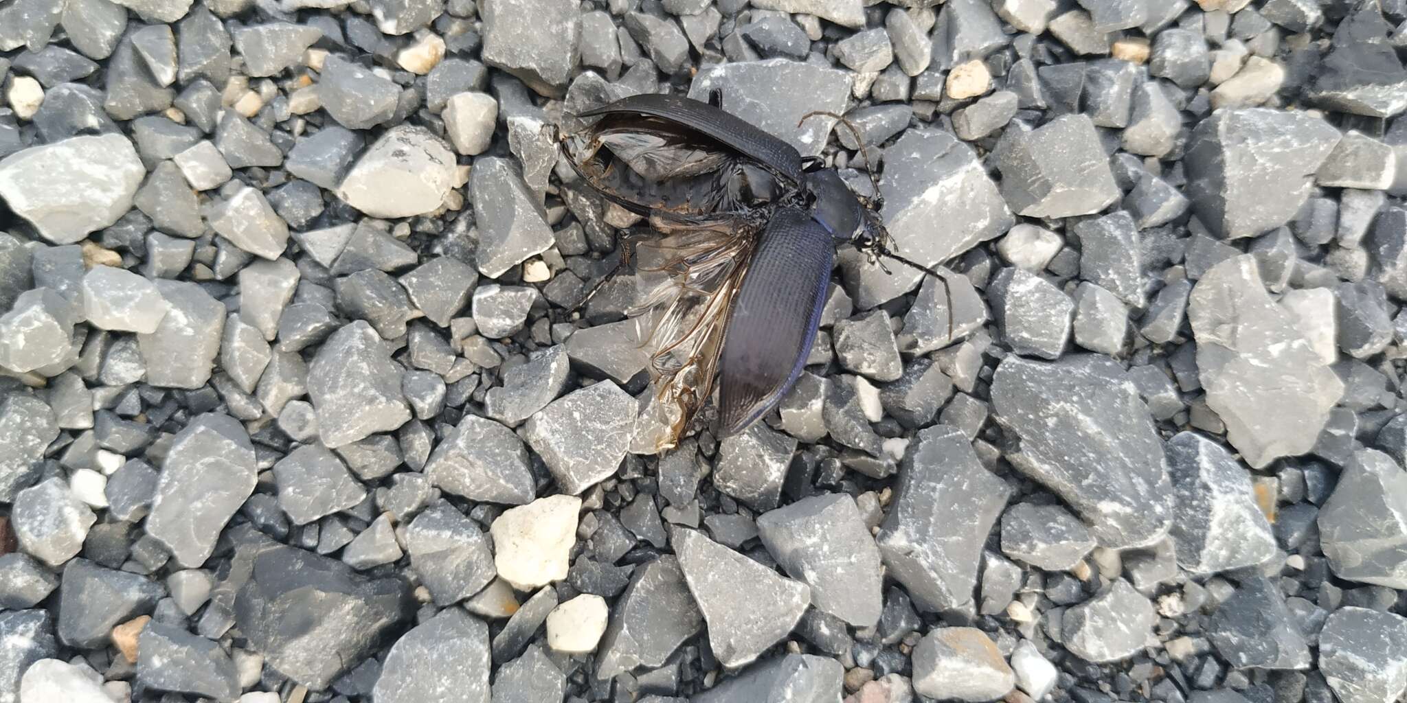 Imagem de Calosoma (Carabosoma) angulatum Chevrolat 1834