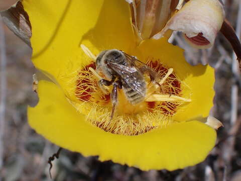 Image of Diadasia rinconis Cockerell 1897