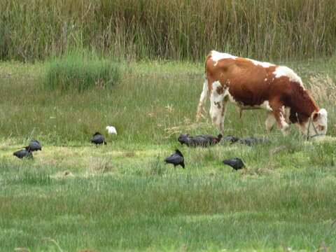 Image of Puna Ibis