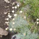 Слика од Helichrysum argentissimum J. M. Wood