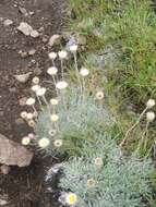 Image de Helichrysum argentissimum J. M. Wood