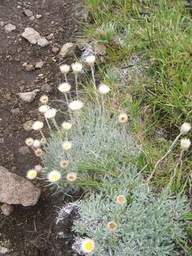 Image of Helichrysum argentissimum J. M. Wood