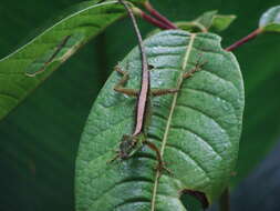 Image of Andes  Anole