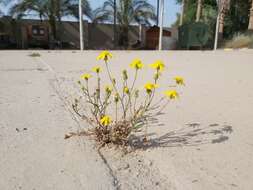 Image of Senecio glaucus L.