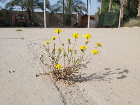 Plancia ëd Senecio glaucus L.