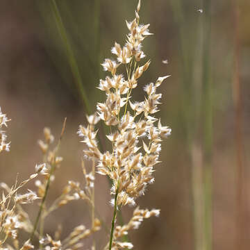 Plancia ëd Eriachne obtusa R. Br.