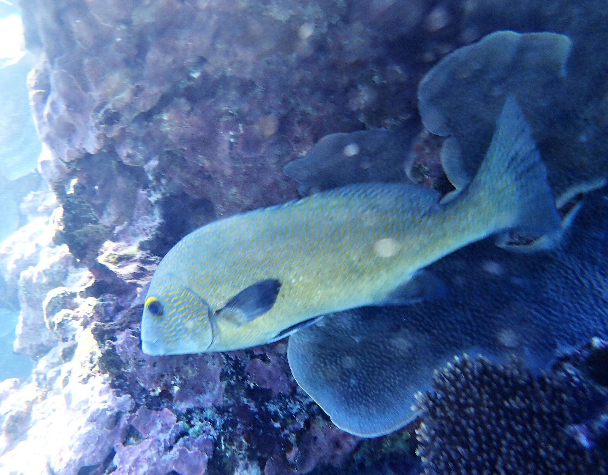 Image of Lemon sweetlips