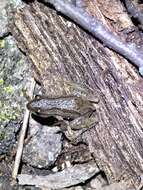 Image of Boreal Chorus Frog