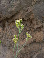 Image of Crambe scaberrima Webb ex Bramwell