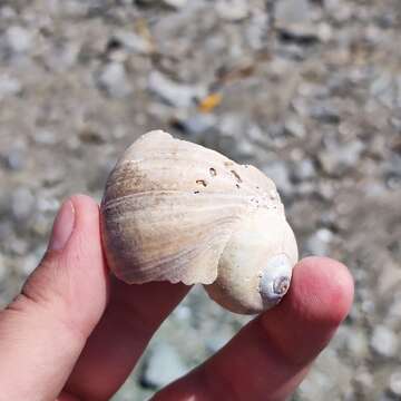 Image of Kurile moon snail