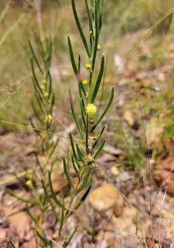 Image of Acacia bynoeana Benth.