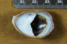 Image of onyx slippersnail