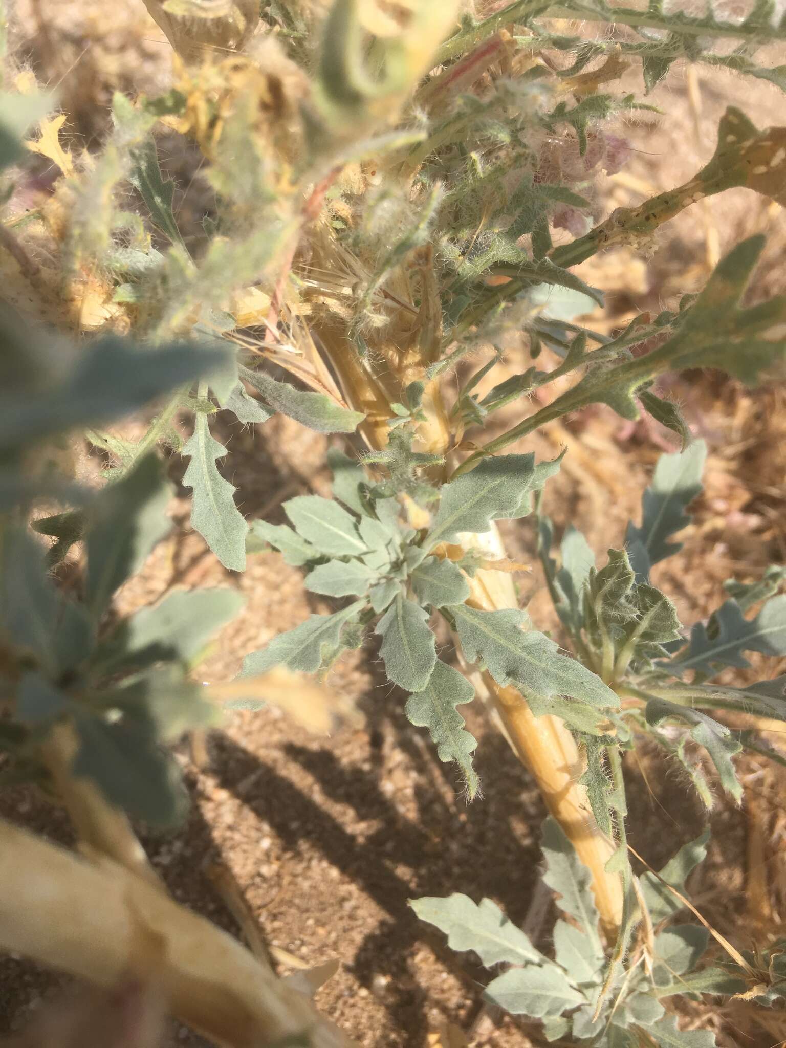 Imagem de Oenothera deltoides subsp. piperi (Munz) W. Klein