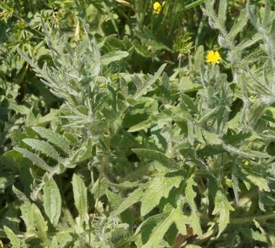 Plancia ëd Klasea erucifolia (L.) Greuter & Wagenitz