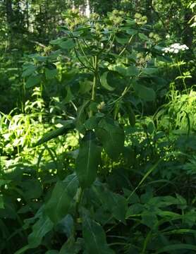 Image of Euphorbia pilosa L.