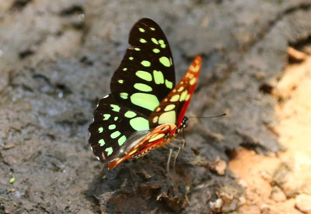 Graphium cyrnus (Boisduval 1836) resmi