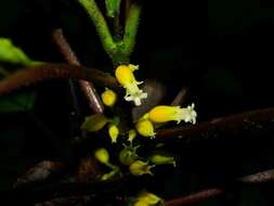 Image of Besleria insolita C. V. Morton