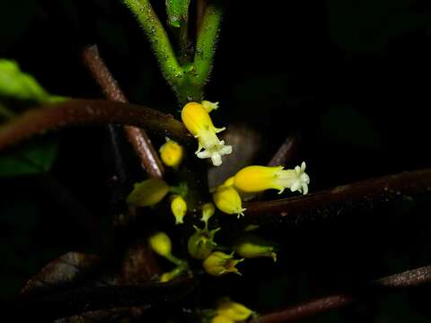 Image of Besleria insolita C. V. Morton