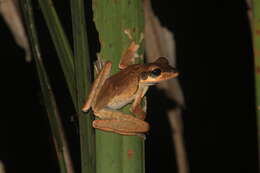 Image of Bongao tree frog