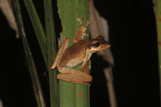 Imagem de Polypedates macrotis (Boulenger 1891)