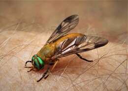 Image of Yellow Fly of the Dismal Swamp