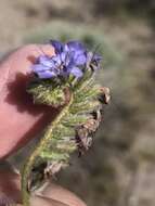 Image of Death Valley phacelia