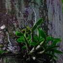 Image of Little Virgin orchid