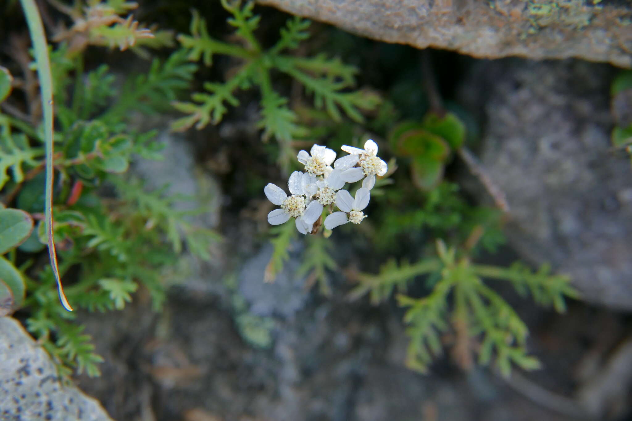 Слика од Achillea erba-rotta All.