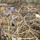 Image of Griffin's beardtongue