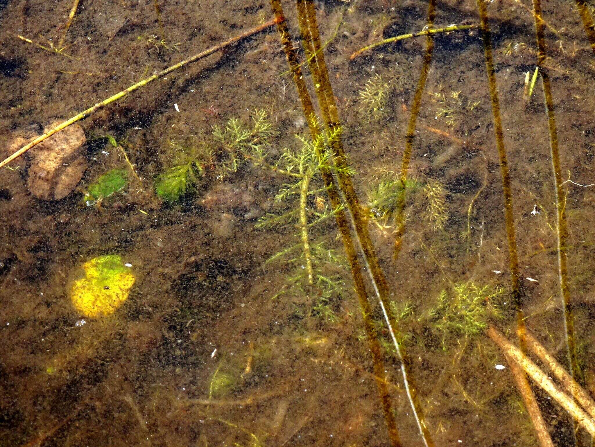 Sivun Myriophyllum ussuriense (Regel) Maxim. kuva