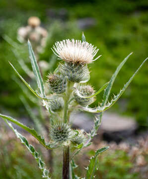 Image of white thistle