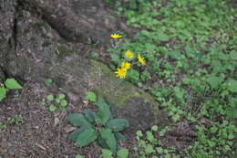 Image of Pilosella caespitosa (Dumort.) P. D. Sell & C. West