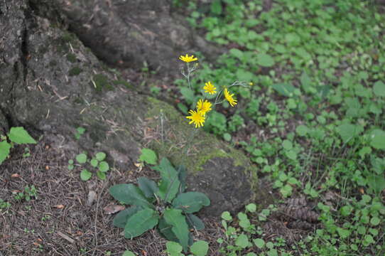 Imagem de Pilosella caespitosa (Dumort.) P. D. Sell & C. West