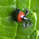 Image of Xystus sanguinicollis (Germar & E. F. 1823)