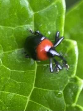 Image of Xystus sanguinicollis (Germar & E. F. 1823)