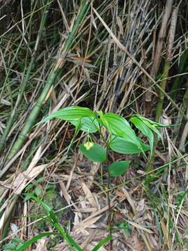 Image of Disporum cantoniense (Lour.) Merr.