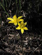 Image of Romulea elliptica M. P. de Vos