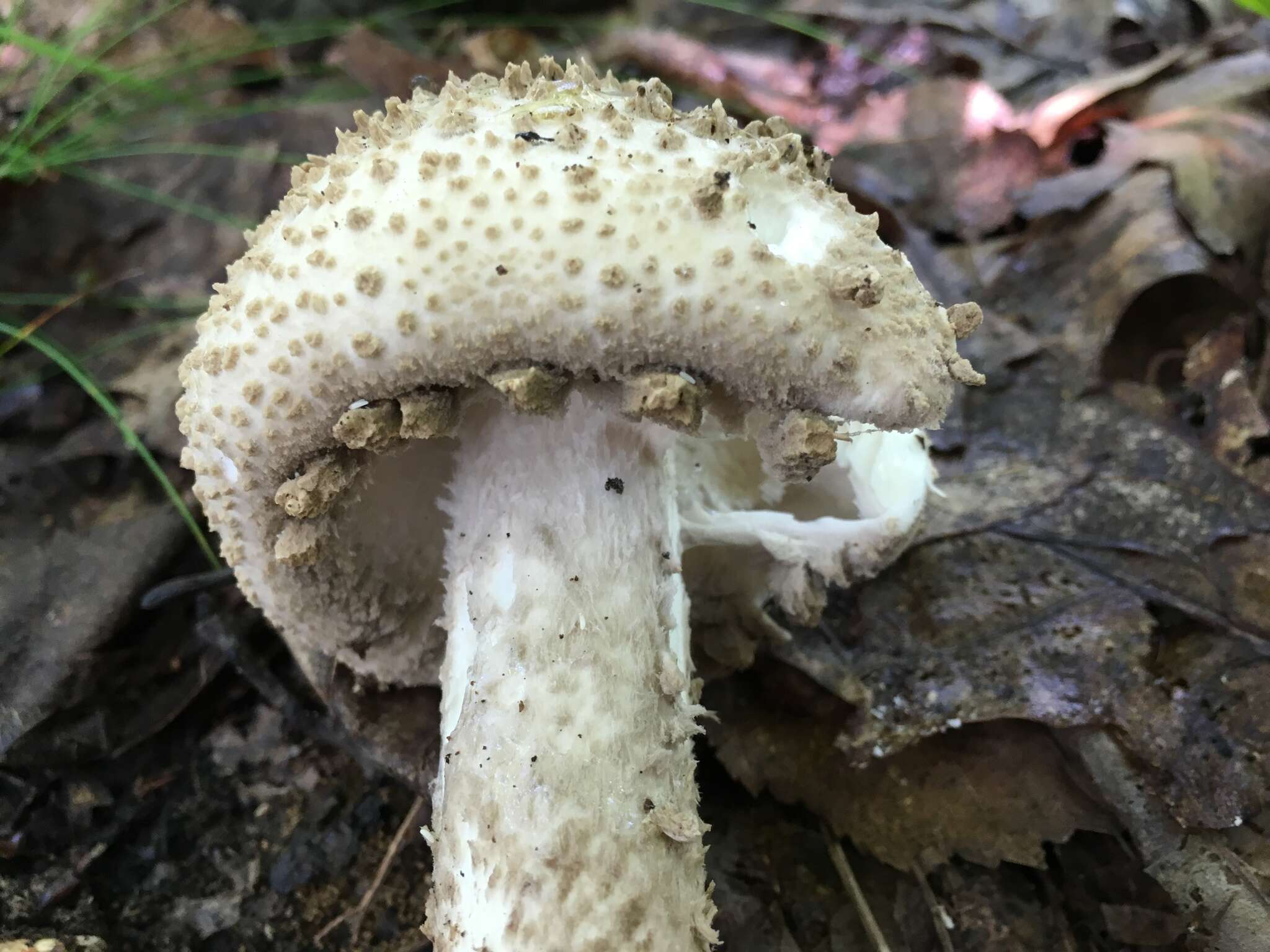 Image de Amanita atkinsoniana Coker 1917