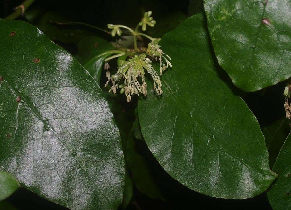 Imagem de Coprosma grandifolia Hook. fil.