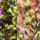 Image of Drosanthemum globosum L. Bol.