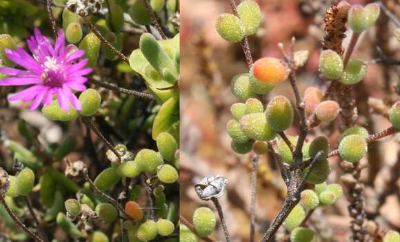 Imagem de Drosanthemum globosum L. Bol.