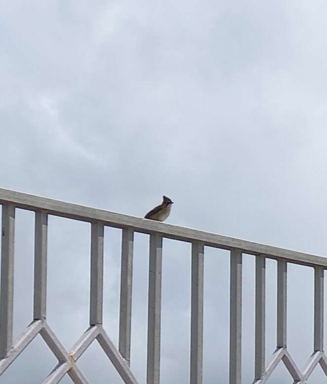 Image of Whiskered Yuhina